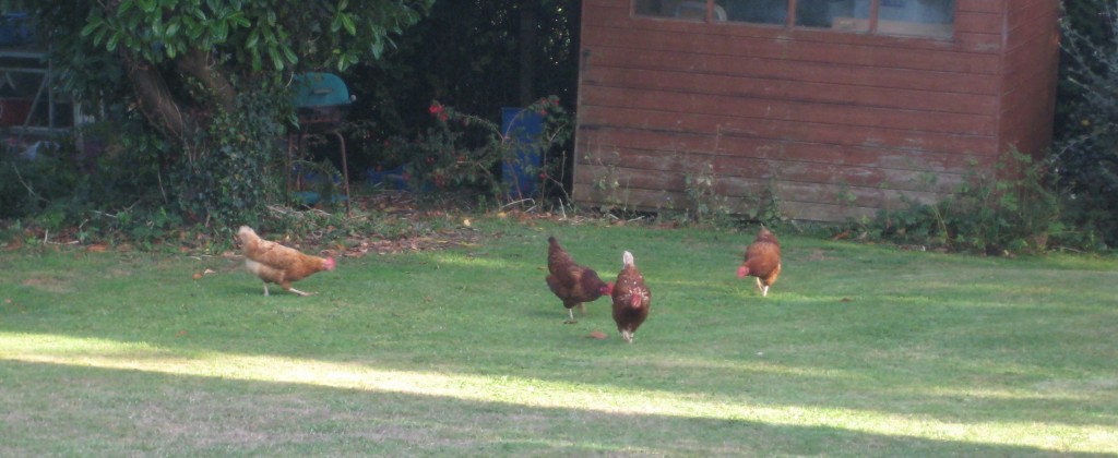 chickens